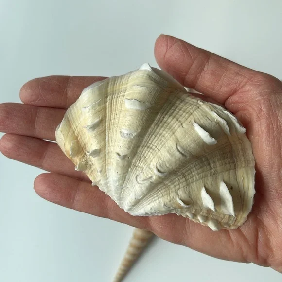 Assorted Seashell Collection - Picture 4 of 8